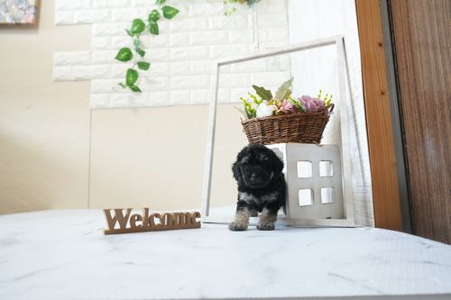 滋賀県のトイプードル(タイニー) (いっぷく湖南店/2026年3月13日生まれ/男の子/ブラックタン)の子犬の2枚目の画像