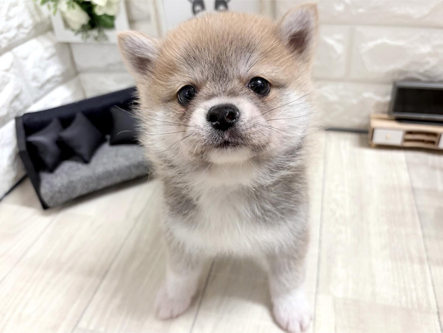 2026年8月17日生まれのポメ柴/豆ポメ/ポメ豆柴(ポメラニアン×柴犬)