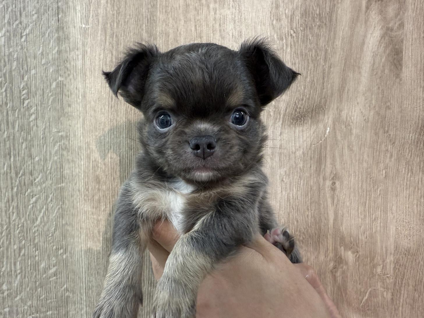 東京都のチワワ(ロング) (ディスワン狛江店/2025年3月7日生まれ/男の子/ブルータンホワイト)の子犬