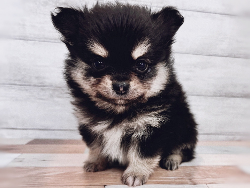 新潟県のミックス　ポメラニアン×チワワ (竹内ペット 新潟西店/2025年11月8日生まれ/男の子/ブラックタン)の子犬の1枚目の画像