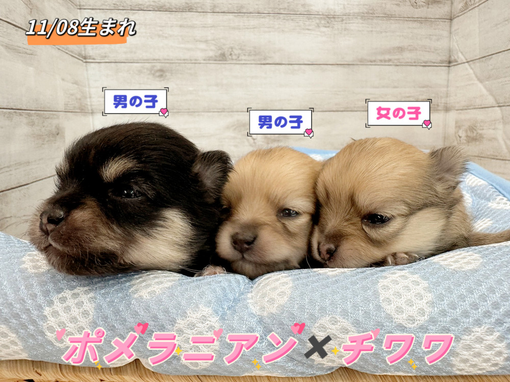 新潟県のミックス　ポメラニアン×チワワ (竹内ペット 新潟西店/2025年11月8日生まれ/男の子/その他色)の子犬
