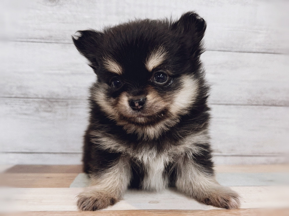 新潟県のミックス　ポメラニアン×チワワ (竹内ペット 新潟西店/2025年11月8日生まれ/男の子/ブラックタン)の子犬の2枚目の画像
