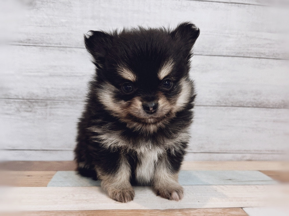 新潟県のミックス　ポメラニアン×チワワ (竹内ペット 新潟西店/2025年11月8日生まれ/男の子/ブラックタン)の子犬の3枚目の画像