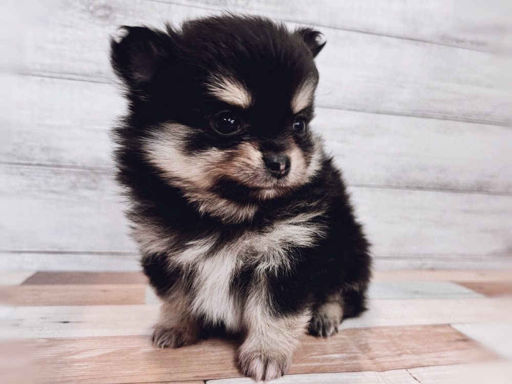 新潟県のミックス　ポメラニアン×チワワ (竹内ペット 新潟西店/2025年11月8日生まれ/男の子/ブラックタン)の子犬の4枚目の画像