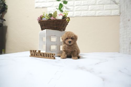 滋賀県のトイプードル(タイニー) (いっぷく湖南店/2025年10月16日生まれ/男の子/オレンジフォーン)の子犬の1枚目の画像