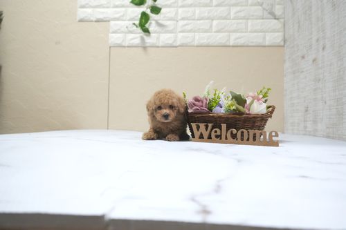 滋賀県のトイプードル(タイニー) (いっぷく湖南店/2025年10月16日生まれ/男の子/オレンジフォーン)の子犬の2枚目の画像