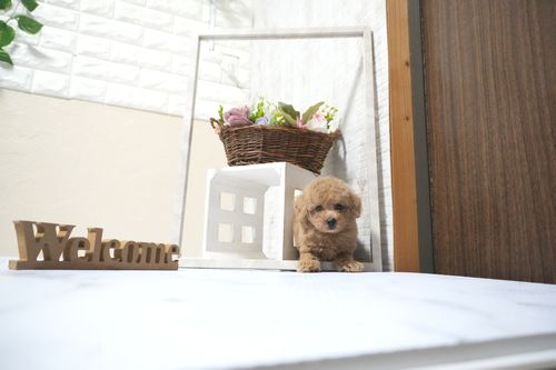 滋賀県のトイプードル(タイニー) (いっぷく湖南店/2025年10月16日生まれ/男の子/オレンジフォーン)の子犬の3枚目の画像