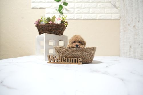 滋賀県のトイプードル(タイニー) (いっぷく湖南店/2025年10月16日生まれ/男の子/オレンジフォーン)の子犬の4枚目の画像