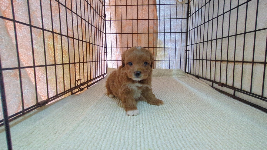 茨城県のハーフ犬・ミックス犬 (ペットショップスズキ/2026年3月5日生まれ/男の子/レッドホワイト)の子犬