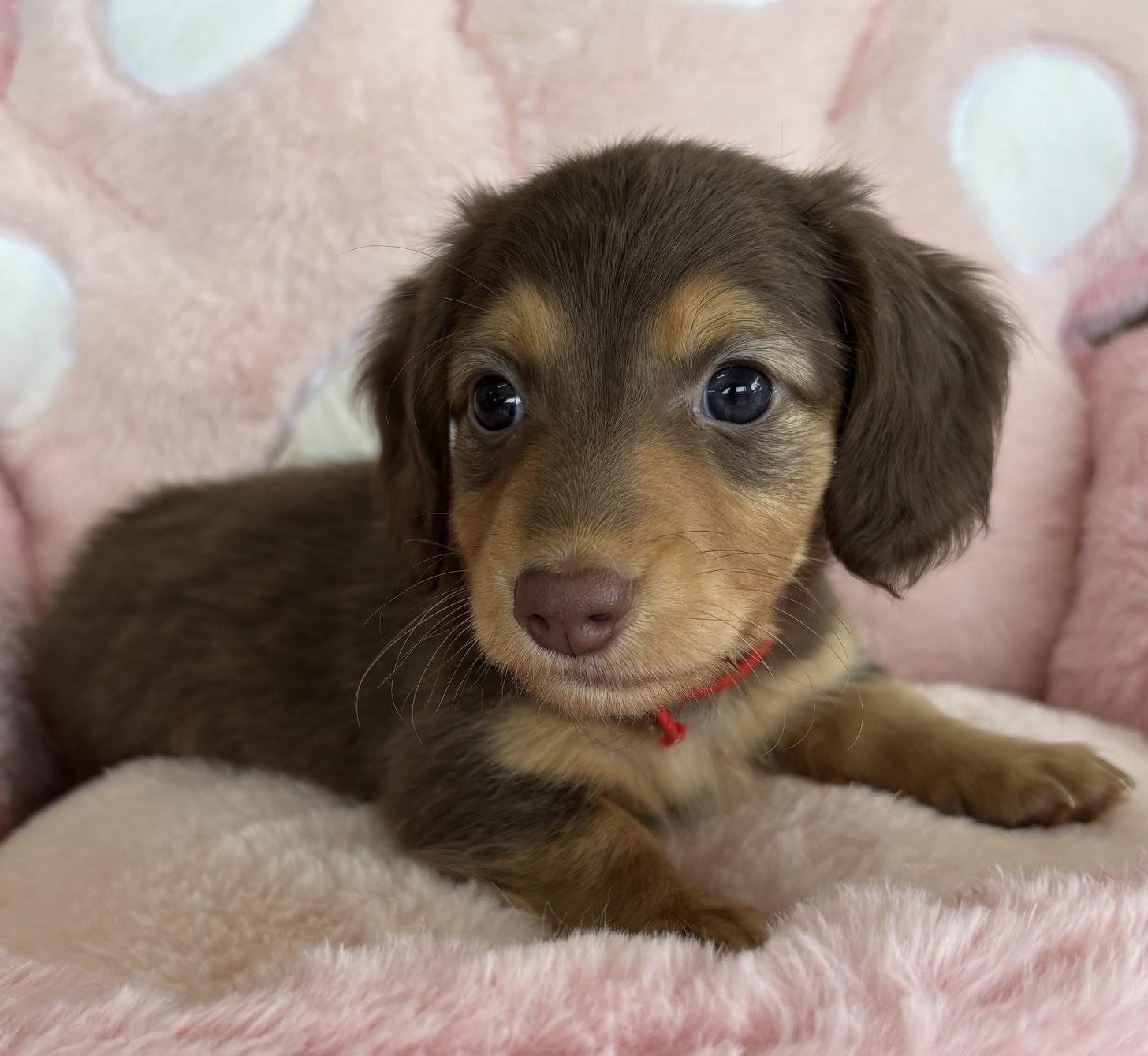 佐賀県のミニチュアダックスフンド(ロング) (スタードッグス新鳥栖店/2026年1月20日生まれ/男の子/チョコレートイエロー)の子犬