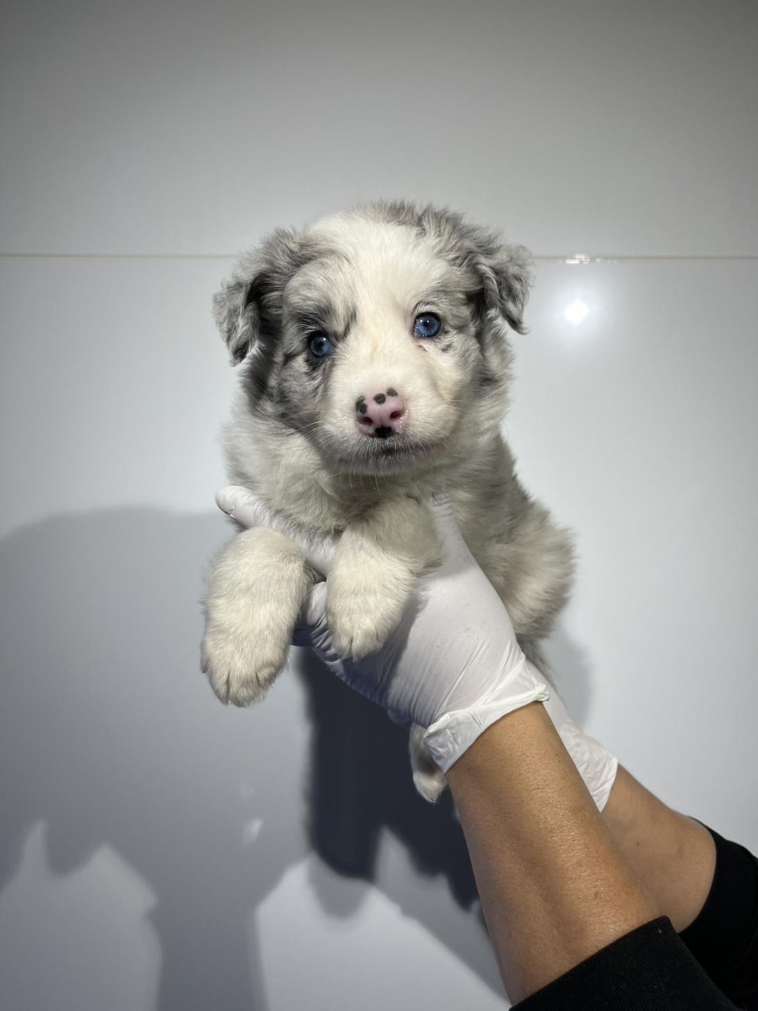 埼玉県のボーダーコリー (ペッツスマイル加須インター店/2026年1月11日生まれ/男の子/ブルーマール)の子犬の1枚目の画像