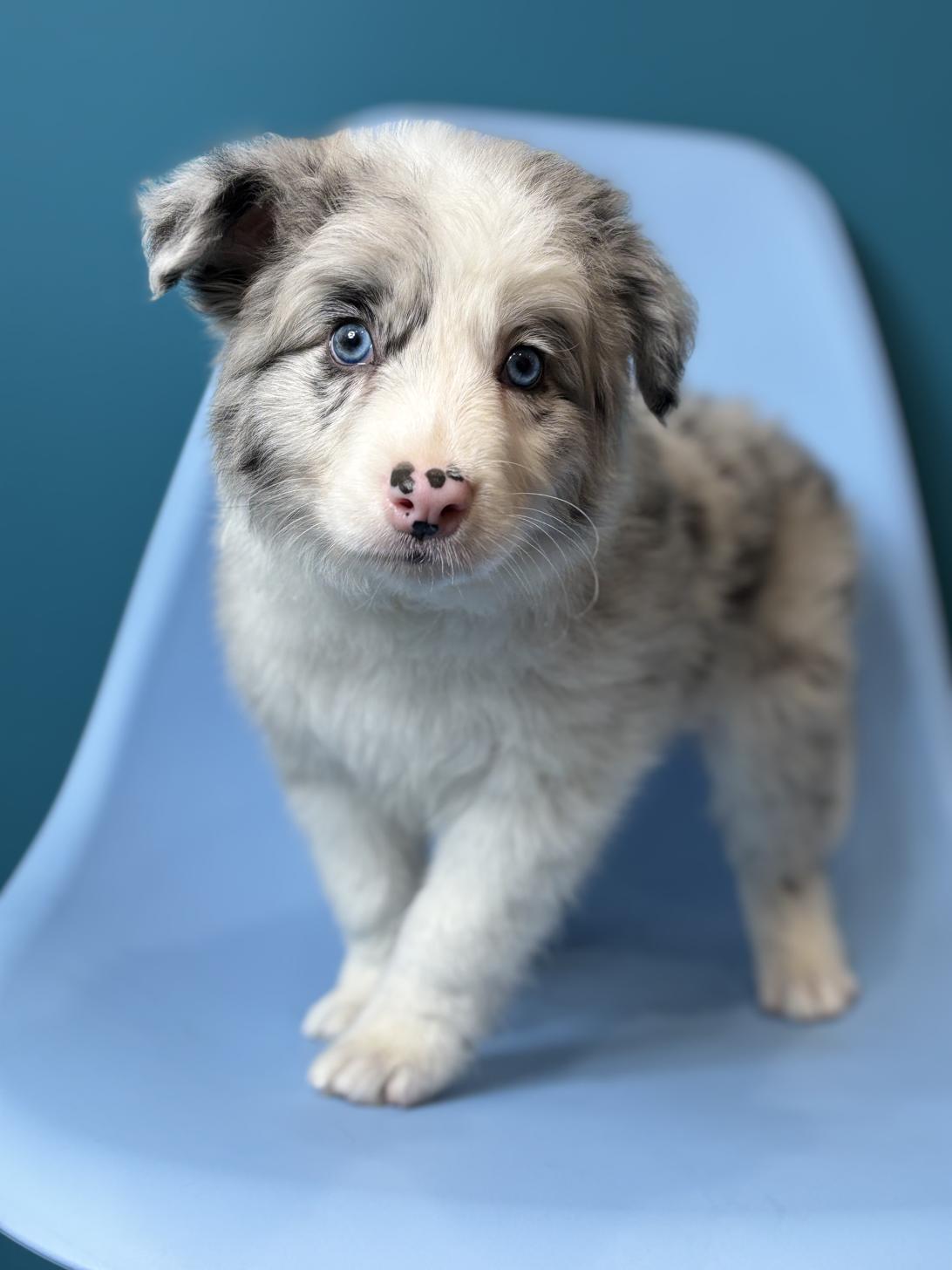 埼玉県のボーダーコリー (ペッツスマイル加須インター店/2026年1月11日生まれ/男の子/ブルーマール)の子犬の1枚目の画像