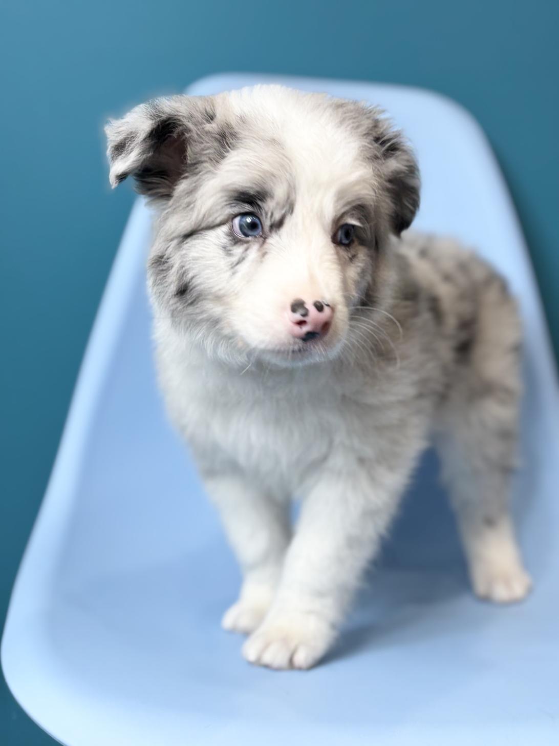 埼玉県のボーダーコリー (ペッツスマイル加須インター店/2026年1月11日生まれ/男の子/ブルーマール)の子犬の2枚目の画像