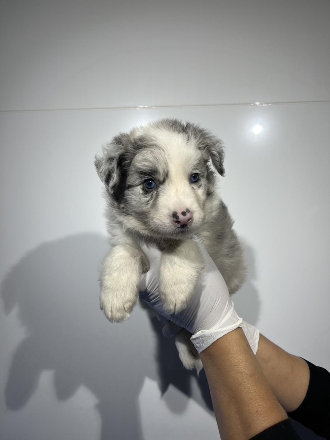 埼玉県のボーダーコリー (ペッツスマイル加須インター店/2026年1月11日生まれ/男の子/ブルーマール)の子犬の3枚目の画像