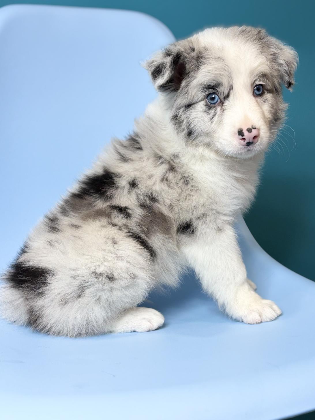 埼玉県のボーダーコリー (ペッツスマイル加須インター店/2026年1月11日生まれ/男の子/ブルーマール)の子犬の3枚目の画像