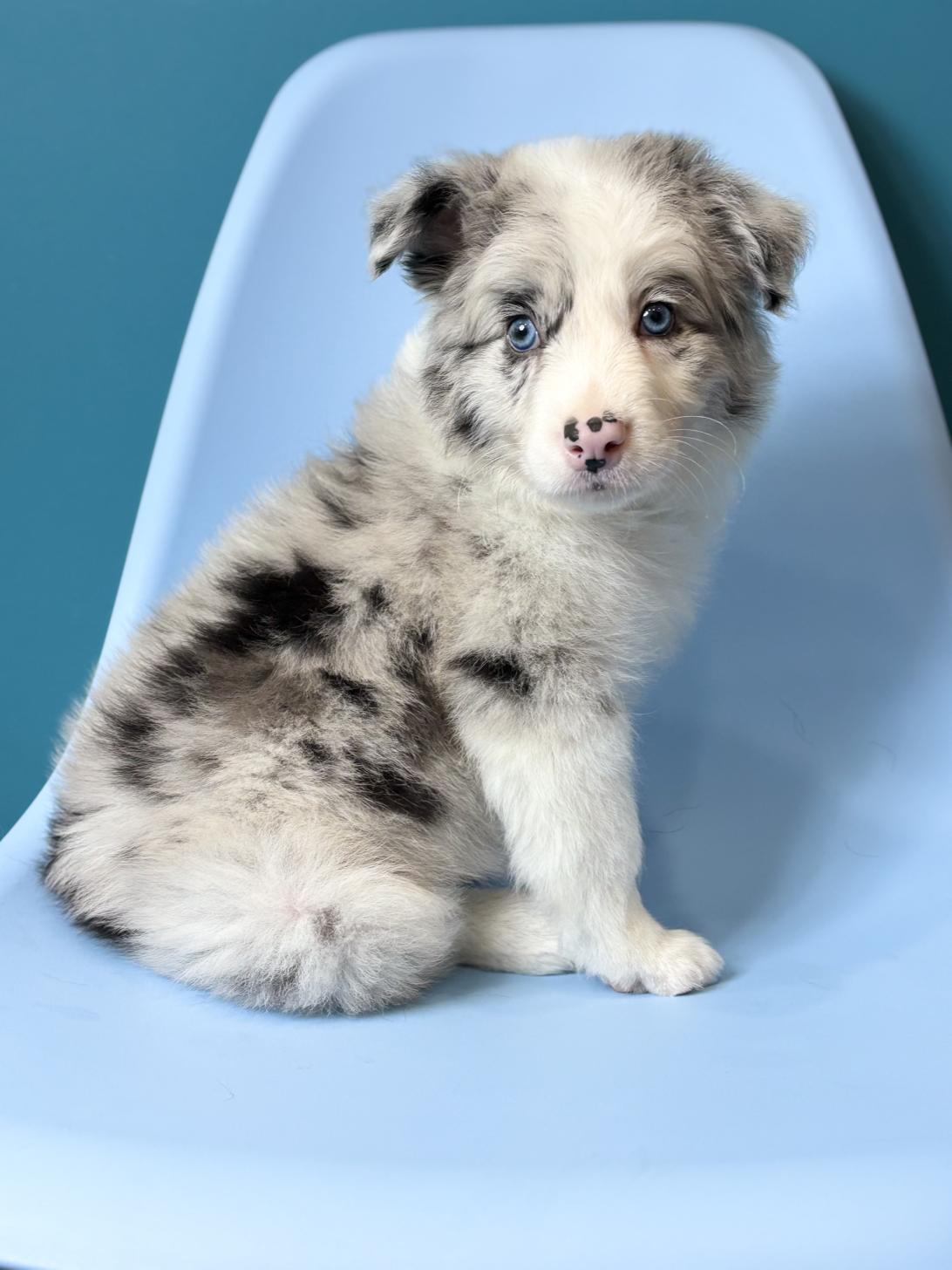 埼玉県のボーダーコリー (ペッツスマイル加須インター店/2026年1月11日生まれ/男の子/ブルーマール)の子犬の4枚目の画像