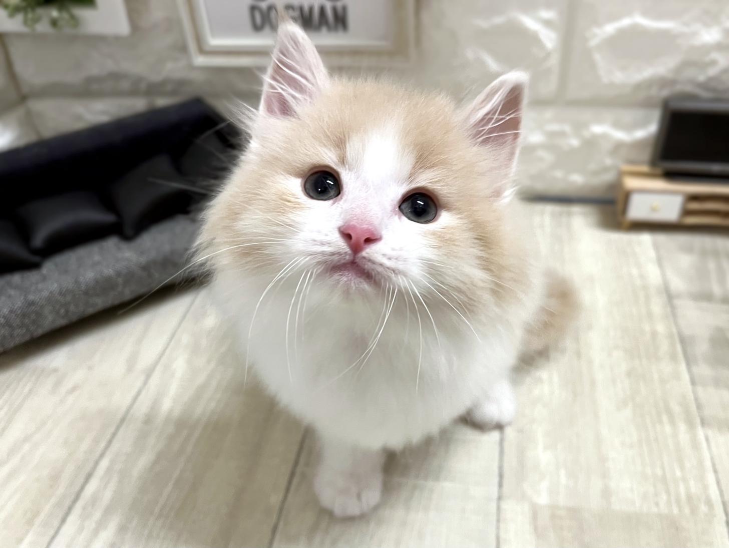 和歌山県のノルウェージャンフォレストキャット (DOGMAN和歌山中之島店/2026年3月1日生まれ/男の子/クリームタビーホワイト)の子猫の1枚目の画像
