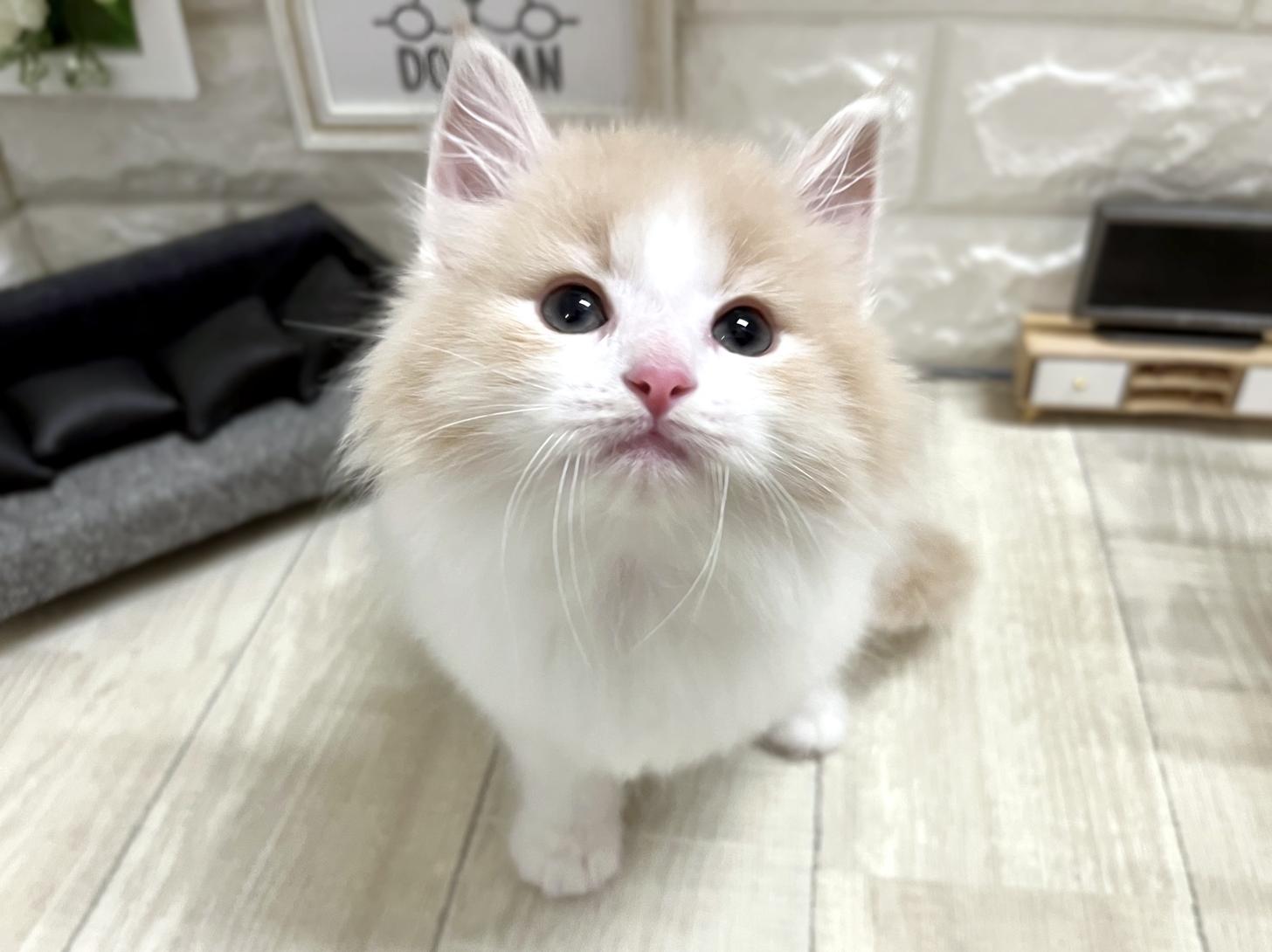 和歌山県のノルウェージャンフォレストキャット (DOGMAN和歌山中之島店/2026年3月1日生まれ/男の子/クリームタビーホワイト)の子猫の2枚目の画像