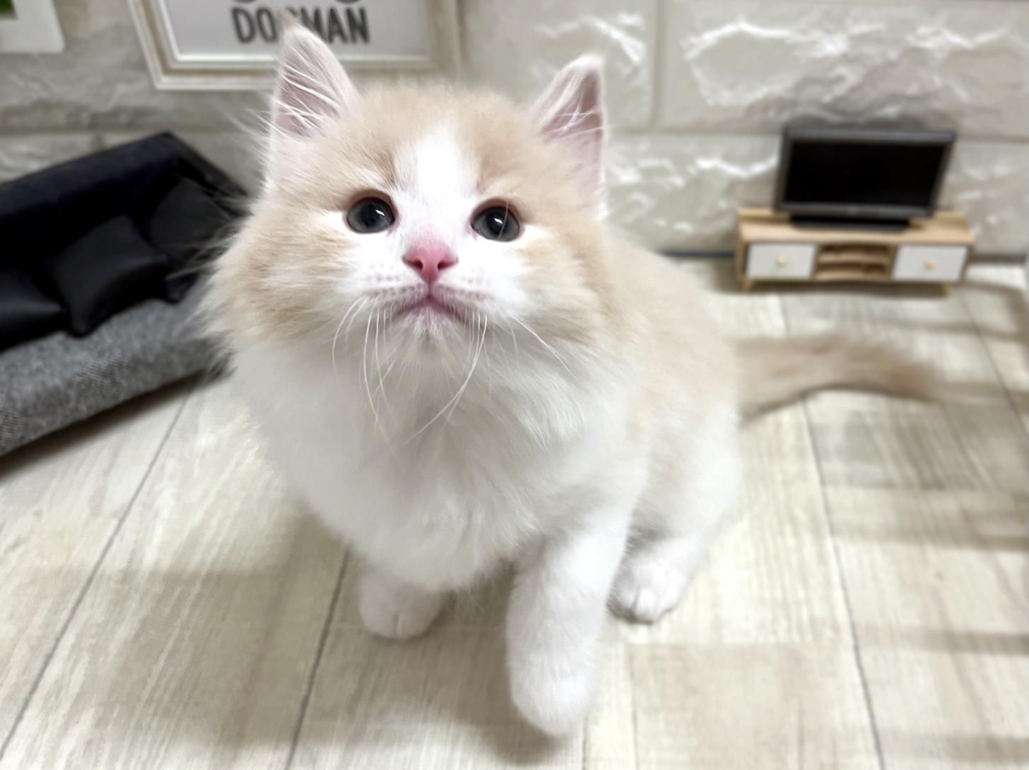 和歌山県のノルウェージャンフォレストキャット (DOGMAN和歌山中之島店/2026年3月1日生まれ/男の子/クリームタビーホワイト)の子猫の3枚目の画像