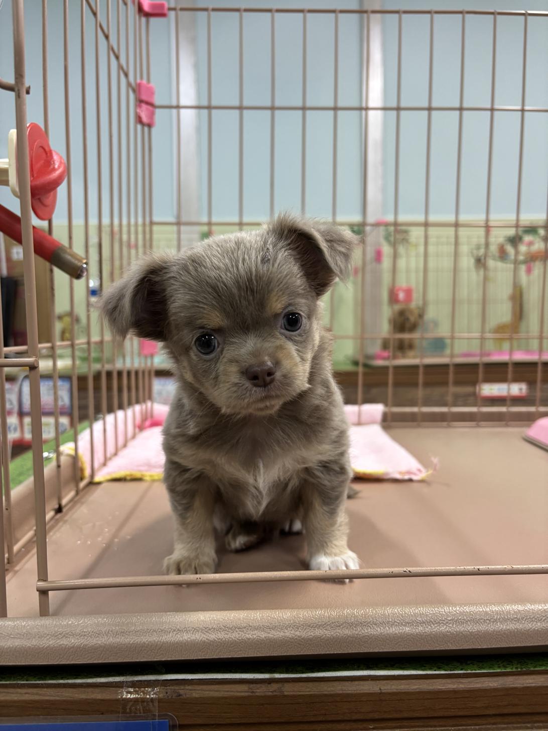 愛知県のチワワ(ロング) (子いぬの足あと/2025年8月3日生まれ/女の子/イザベラタン)の子犬