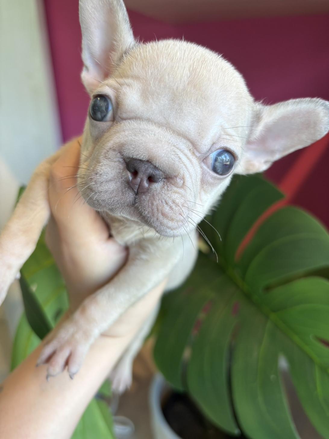埼玉県のフレンチブルドッグ (PET SHOP Tiny tales/2026年3月10日生まれ/女の子/イザベラタン)の子犬の1枚目の画像