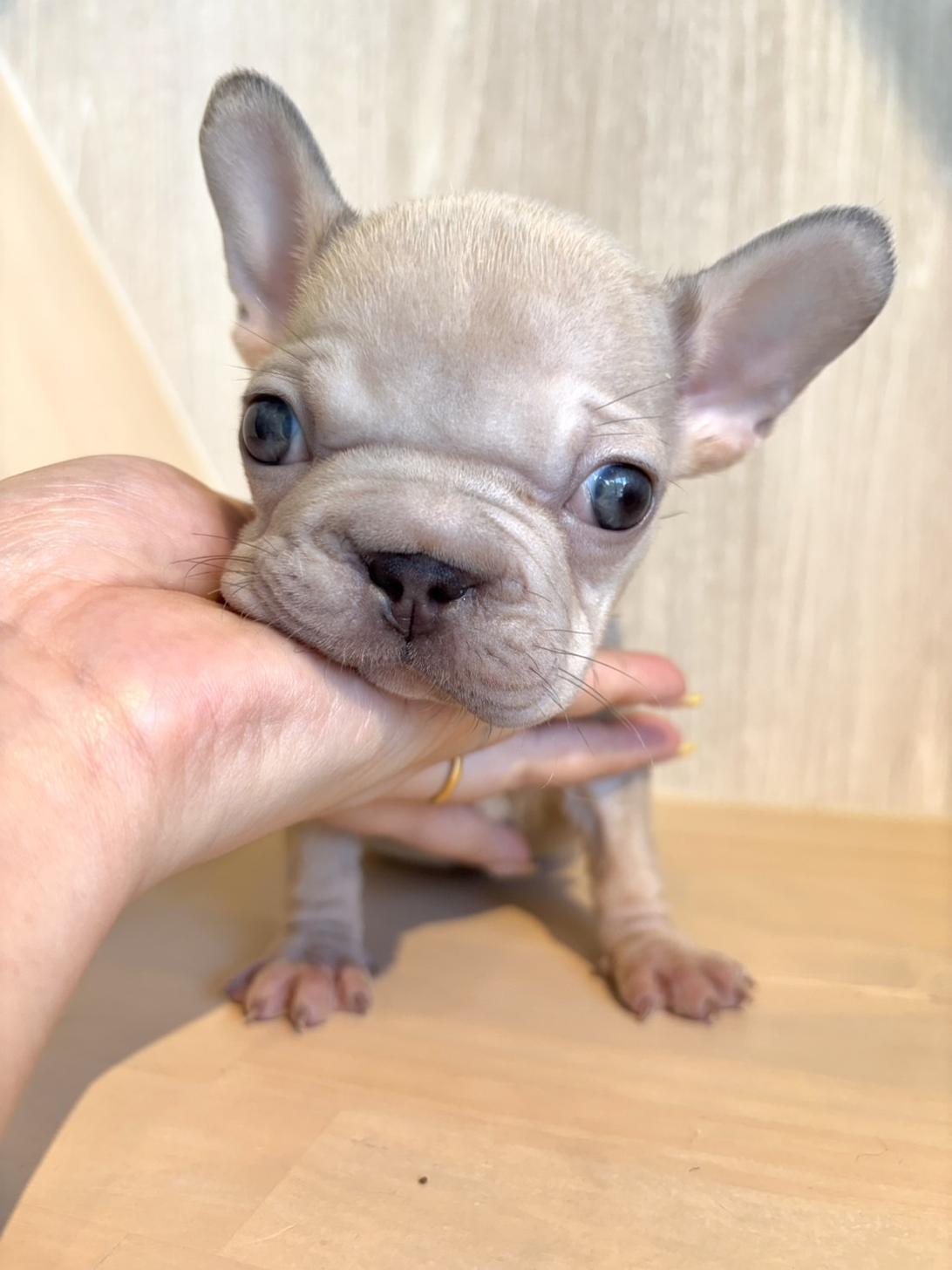 埼玉県のフレンチブルドッグ (PET SHOP Tiny tales/2026年3月10日生まれ/女の子/イザベラタン)の子犬の2枚目の画像