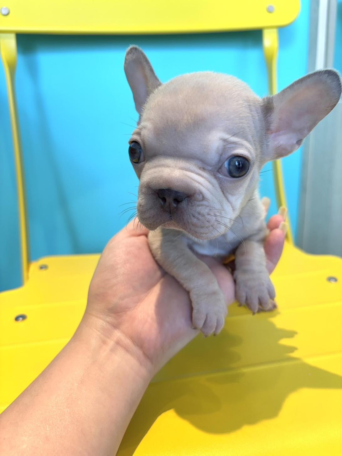 埼玉県のフレンチブルドッグ (PET SHOP Tiny tales/2026年3月10日生まれ/女の子/イザベラタン)の子犬の3枚目の画像
