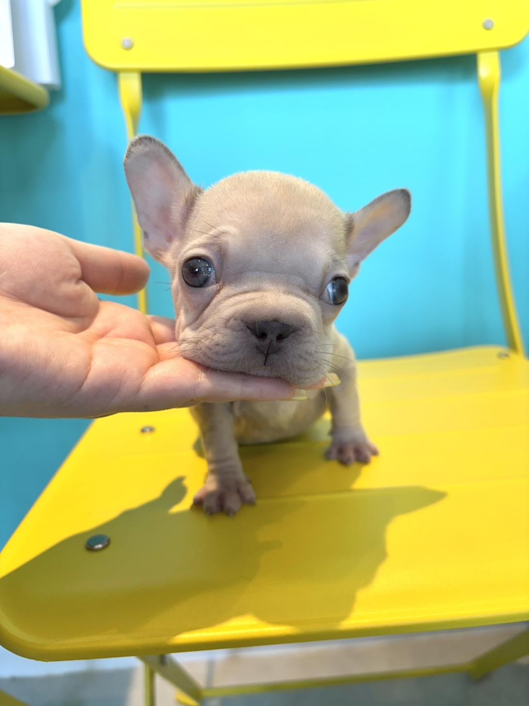 埼玉県のフレンチブルドッグ (PET SHOP Tiny tales/2026年3月10日生まれ/女の子/イザベラタン)の子犬の4枚目の画像