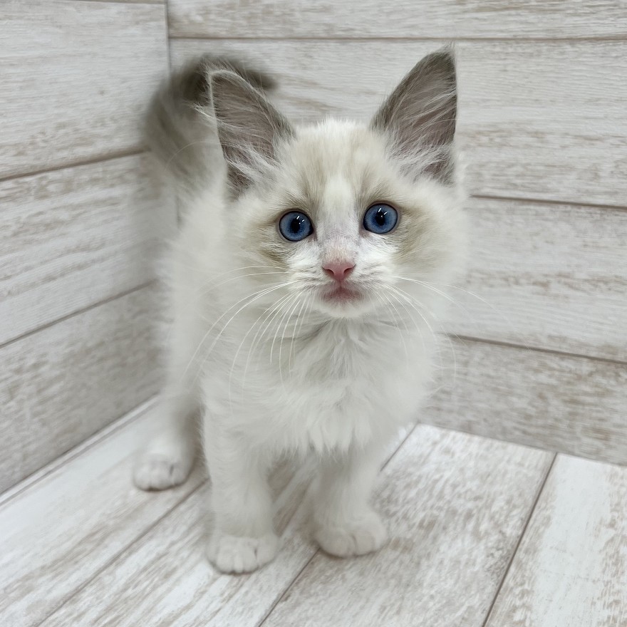 千葉県のラグドール (ペピカファミリー松戸店/2025年8月29日生まれ/男の子/ブルーポイントバイカラー)の子猫の1枚目の画像