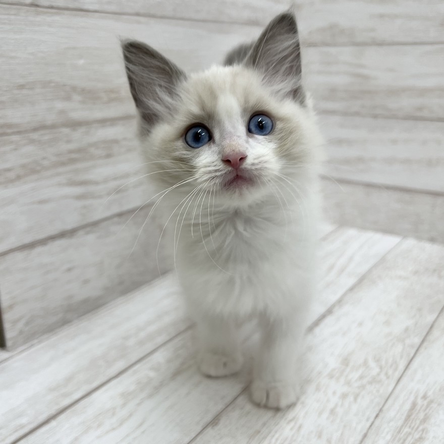 千葉県のラグドール (ペピカファミリー松戸店/2025年8月29日生まれ/男の子/ブルーポイントバイカラー)の子猫の2枚目の画像