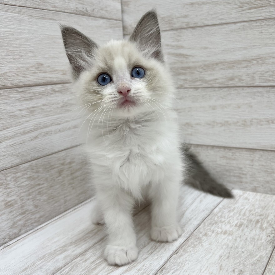 千葉県のラグドール (ペピカファミリー松戸店/2025年8月29日生まれ/男の子/ブルーポイントバイカラー)の子猫の3枚目の画像