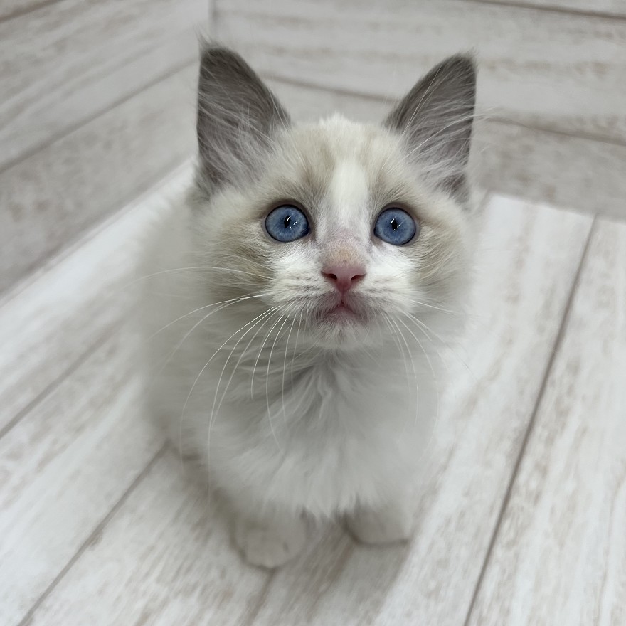 千葉県のラグドール (ペピカファミリー松戸店/2025年8月29日生まれ/男の子/ブルーポイントバイカラー)の子猫の4枚目の画像
