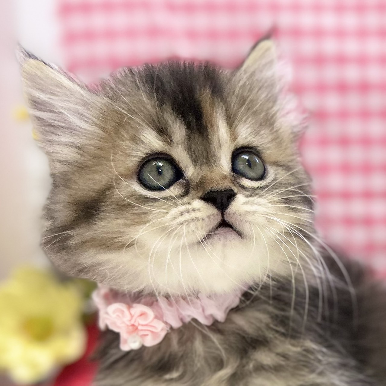 神奈川県のスコティッシュフォールド (にゃんこハウスPAW/2025年5月15日生まれ/女の子/ブラウンタビー)の子猫の1枚目の画像
