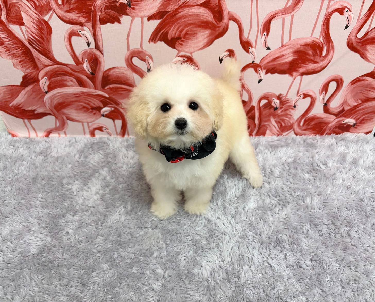 福岡県のトイプードル(タイニー) (ぱぴぷぺっと福岡店/2025年8月25日生まれ/女の子/ホワイトクリーム)の子犬の1枚目の画像