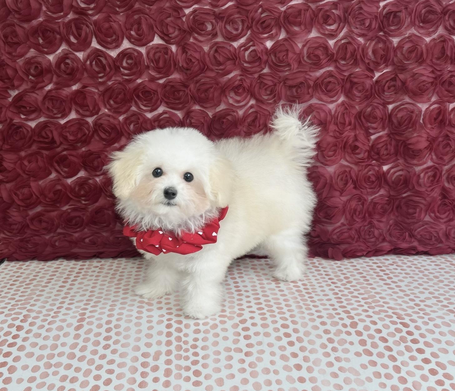 福岡県のトイプードル(タイニー) (ぱぴぷぺっと福岡店/2025年8月25日生まれ/女の子/ホワイトクリーム)の子犬の1枚目の画像