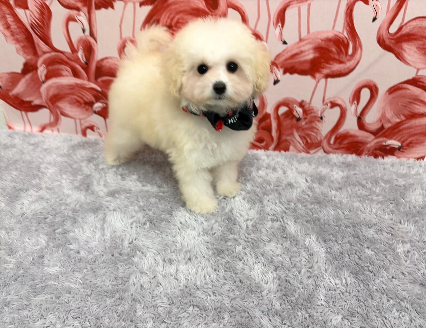 福岡県のトイプードル(タイニー) (ぱぴぷぺっと福岡店/2025年8月25日生まれ/女の子/ホワイトクリーム)の子犬の2枚目の画像