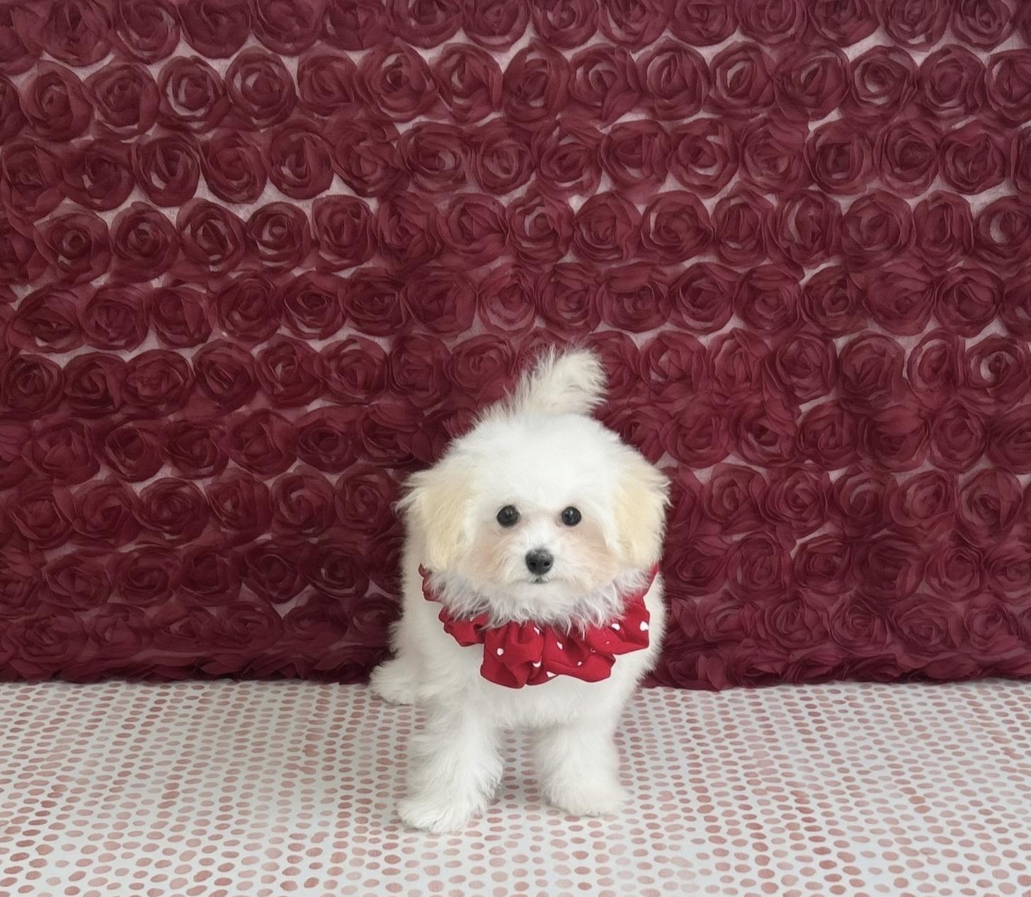 福岡県のトイプードル(タイニー) (ぱぴぷぺっと福岡店/2025年8月25日生まれ/女の子/ホワイトクリーム)の子犬の2枚目の画像