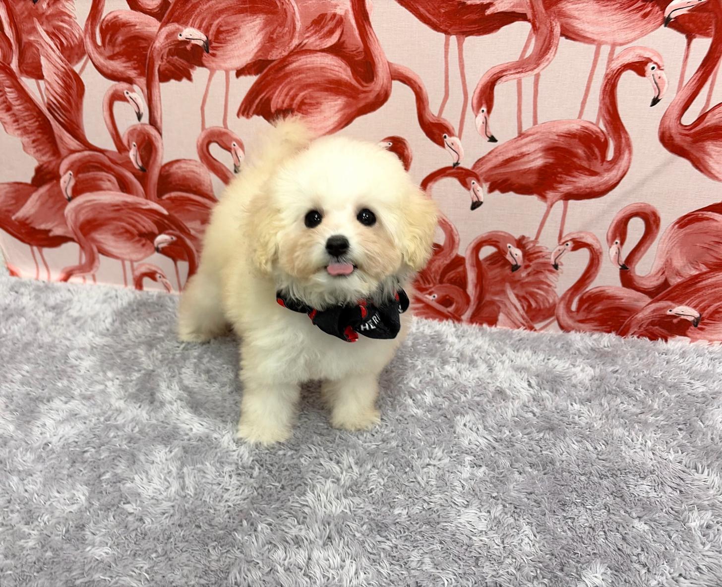 福岡県のトイプードル(タイニー) (ぱぴぷぺっと福岡店/2025年8月25日生まれ/女の子/ホワイトクリーム)の子犬の3枚目の画像