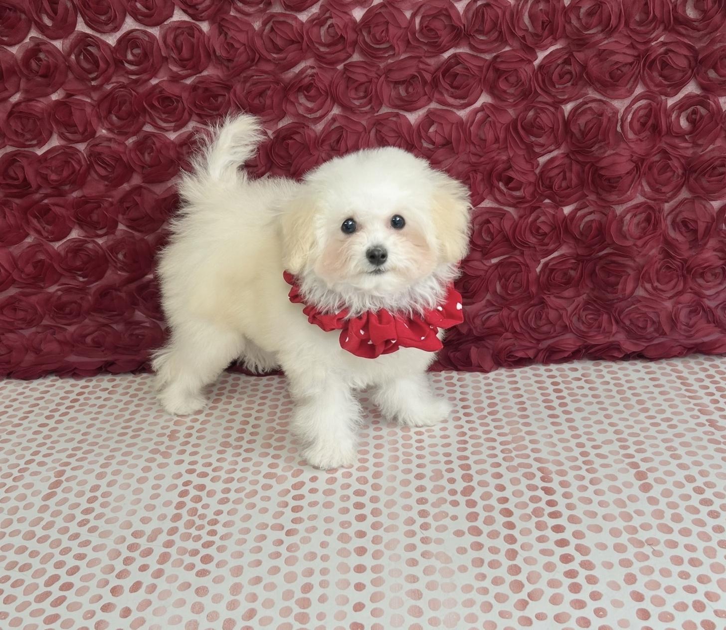 福岡県のトイプードル(タイニー) (ぱぴぷぺっと福岡店/2025年8月25日生まれ/女の子/ホワイトクリーム)の子犬の3枚目の画像