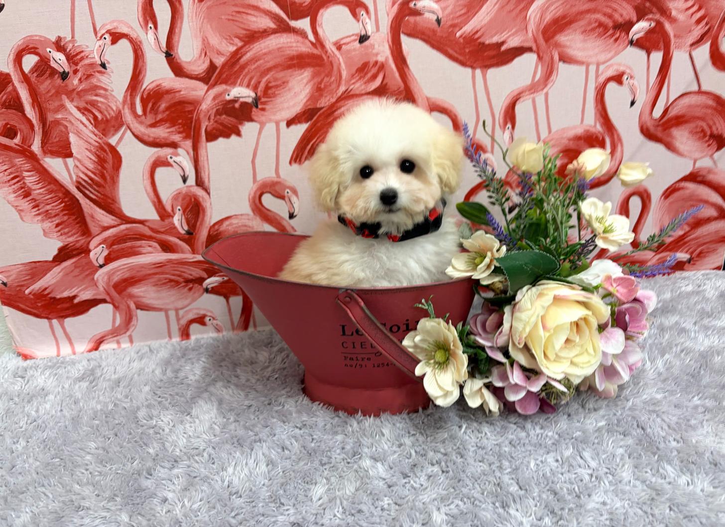 福岡県のトイプードル(タイニー) (ぱぴぷぺっと福岡店/2025年8月25日生まれ/女の子/ホワイトクリーム)の子犬の4枚目の画像