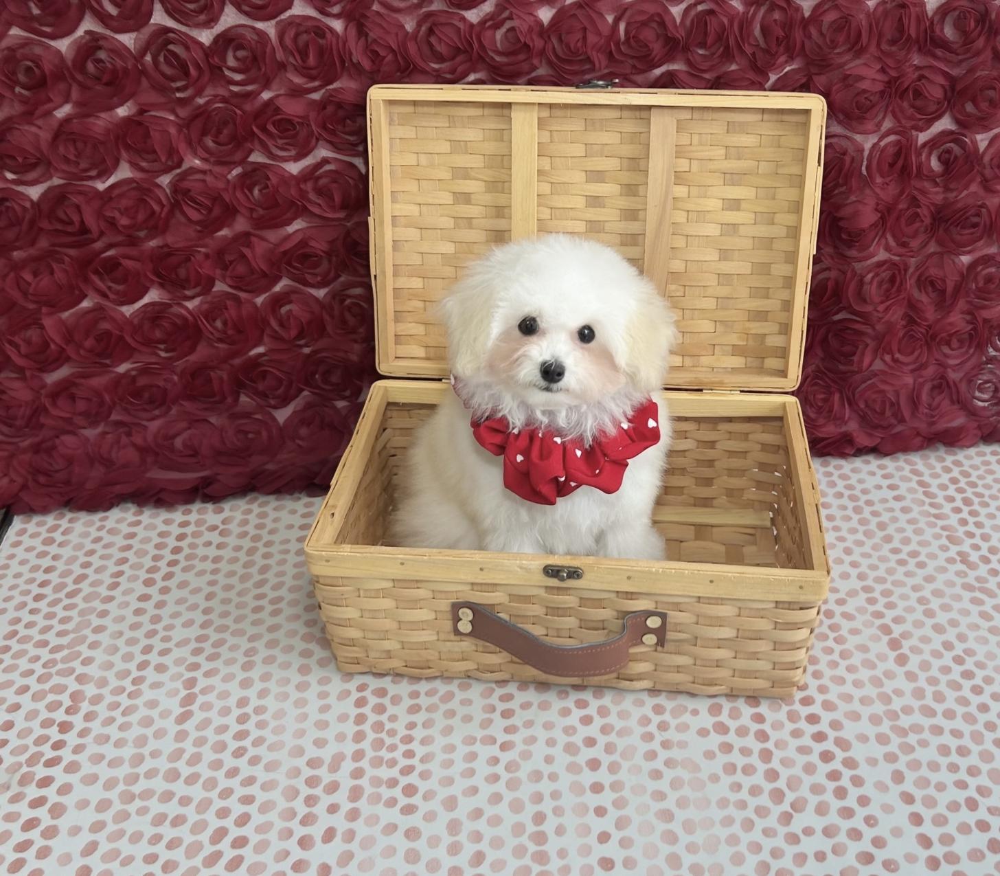 福岡県のトイプードル(タイニー) (ぱぴぷぺっと福岡店/2025年8月25日生まれ/女の子/ホワイトクリーム)の子犬の4枚目の画像