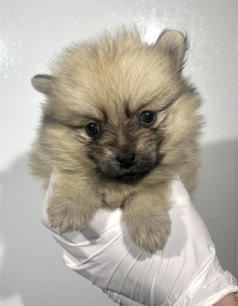 埼玉県のポメラニアン (ペッツスマイル南中野店/2025年9月22日生まれ/男の子/オレンジセーブル)の子犬の1枚目の画像