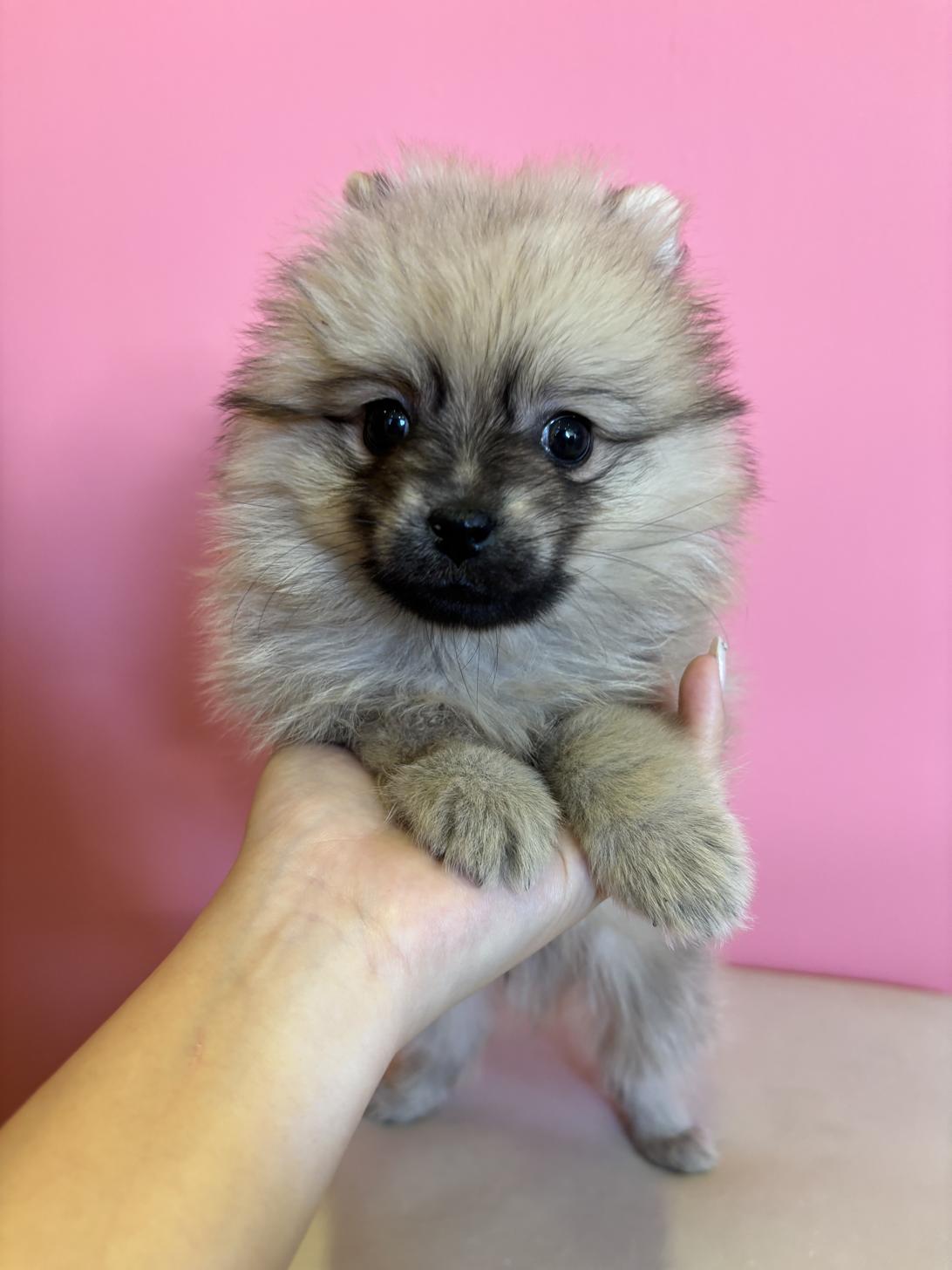 埼玉県のポメラニアン (ペッツスマイル南中野店/2025年9月22日生まれ/男の子/オレンジセーブル)の子犬の1枚目の画像