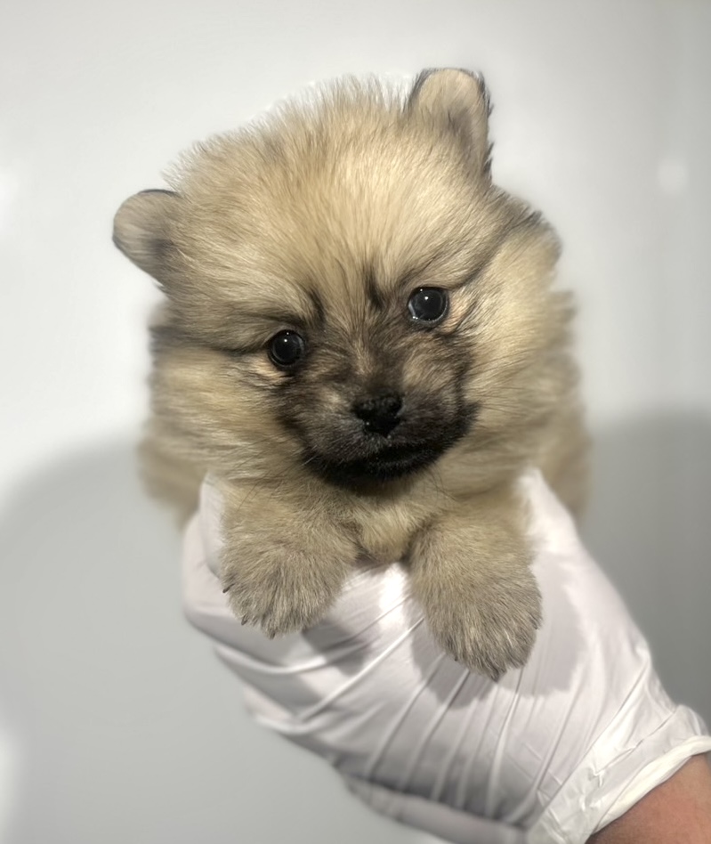 埼玉県のポメラニアン (ペッツスマイル南中野店/2025年9月22日生まれ/男の子/オレンジセーブル)の子犬の2枚目の画像