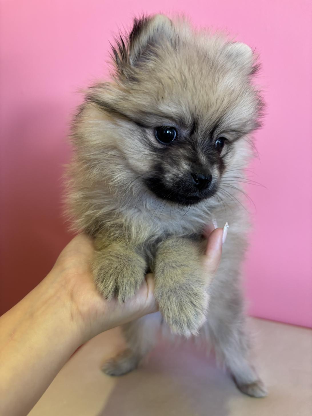 埼玉県のポメラニアン (ペッツスマイル南中野店/2025年9月22日生まれ/男の子/オレンジセーブル)の子犬の2枚目の画像