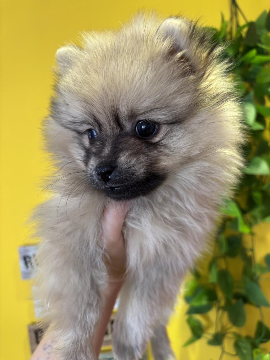 埼玉県のポメラニアン (ペッツスマイル南中野店/2025年9月22日生まれ/男の子/オレンジセーブル)の子犬の3枚目の画像