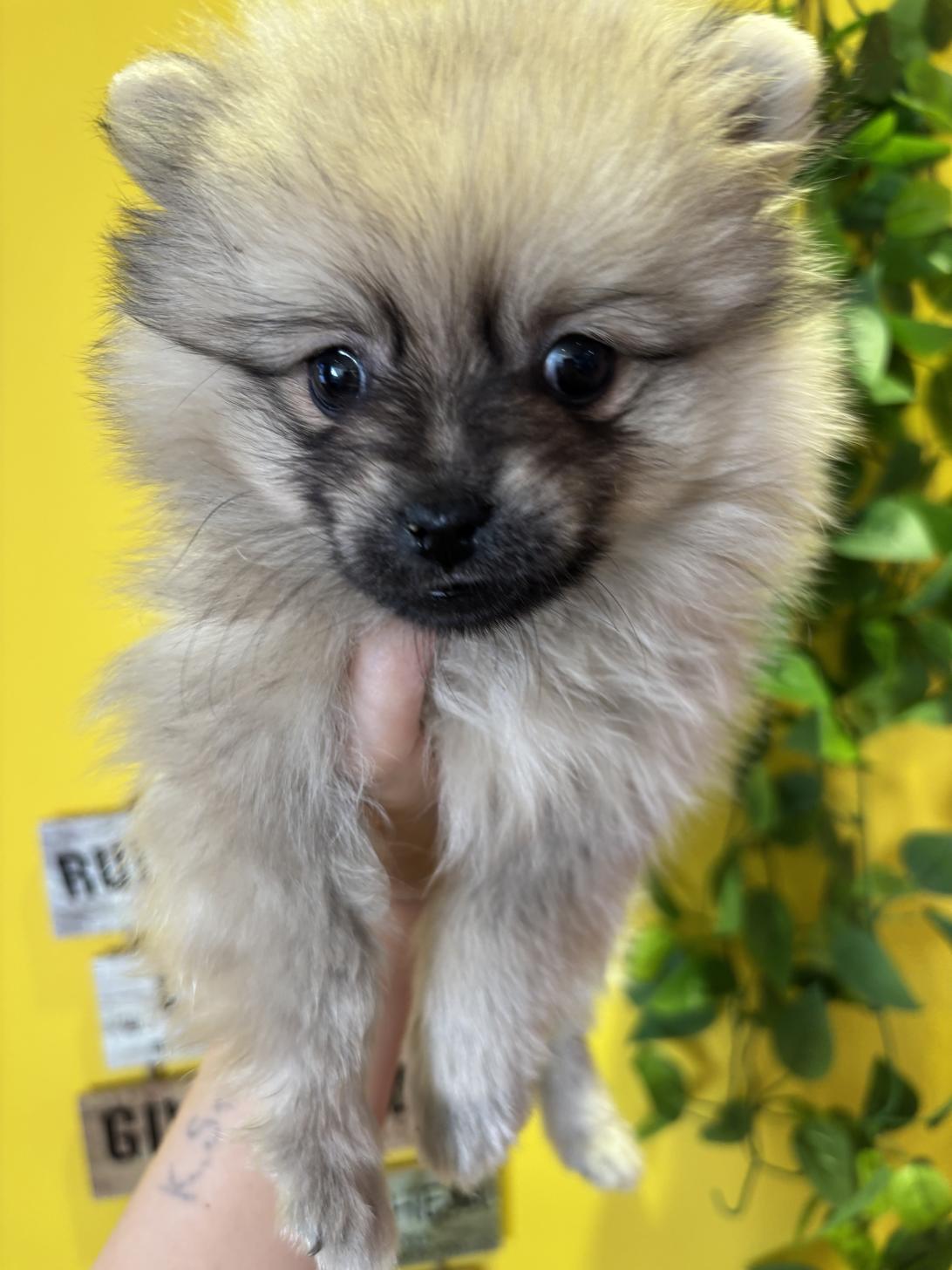 埼玉県のポメラニアン (ペッツスマイル南中野店/2025年9月22日生まれ/男の子/オレンジセーブル)の子犬の4枚目の画像