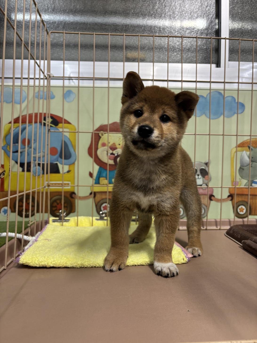 愛知県の柴犬(標準サイズ) (子いぬの足あと/2025年9月21日生まれ/男の子/赤)の子犬