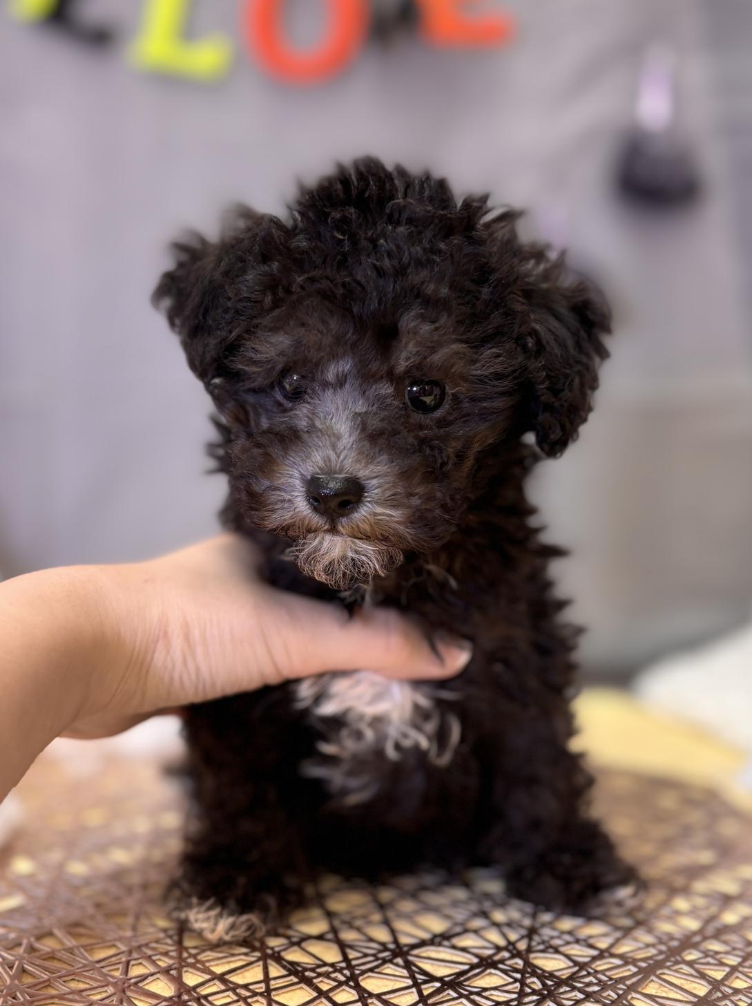 北海道のトイプードル(トイ) (ラブワンコ平岸店/2025年8月7日生まれ/男の子/シルバー)の子犬