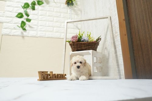 滋賀県のトイプードル(トイ) (いっぷく湖南店/2025年12月10日生まれ/男の子/ペールフォーン)の子犬の1枚目の画像